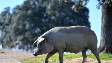Украинскую пшеницу скормили свиньям в Испании