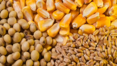 На мировом рынке резко выросли цены на зерновые и сою