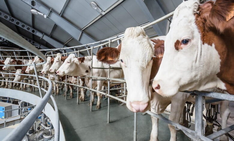 Подмосковных ферм с молочной продуктивностью свыше 10 тыс. кг стало в два раза больше