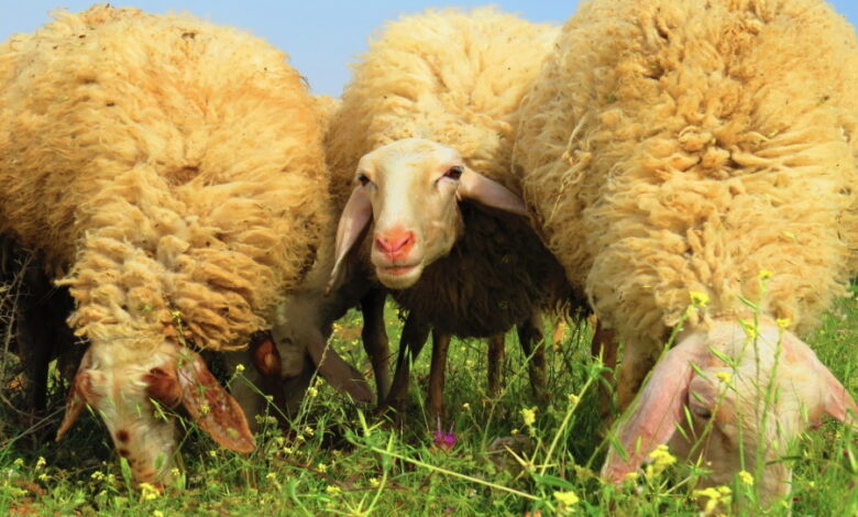 Овцы породы Ассаф