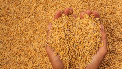 ООН надеется на продление зерновой сделки