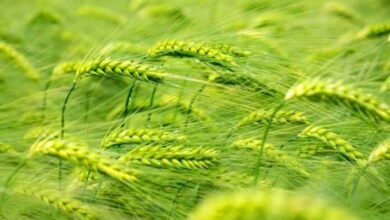 Пшеница и плодородность почвы