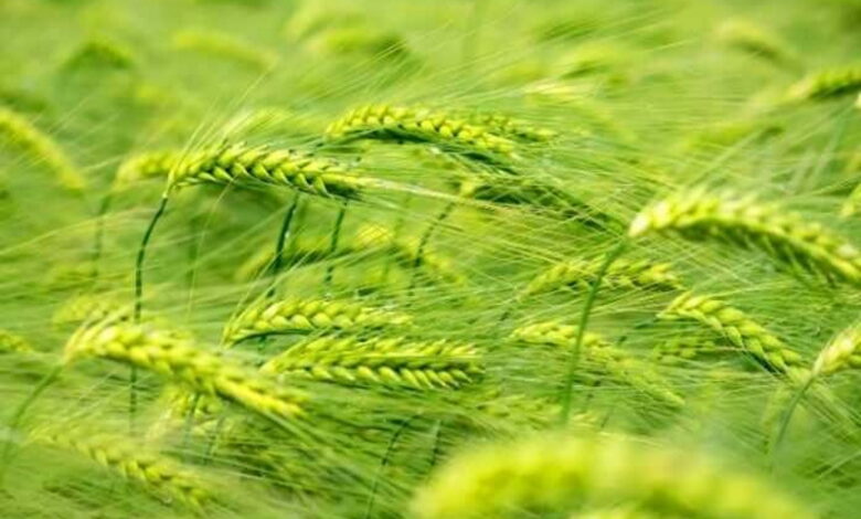 Пшеница и плодородность почвы