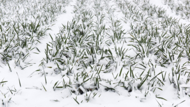 Влияние агротехнических приемов на морозостойкость и продуктивность пшеницы