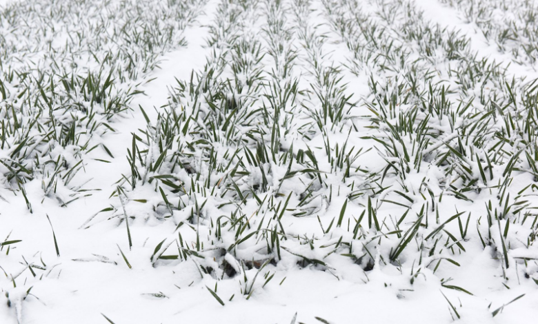 Влияние агротехнических приемов на морозостойкость и продуктивность пшеницы