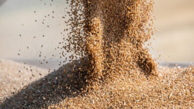 В хранилищах России скопились миллионы тонн зерна
