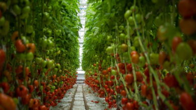 Производство тепличных овощей в России бьет рекорды