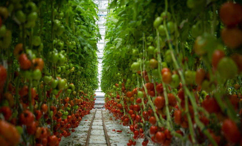 Производство тепличных овощей в России бьет рекорды