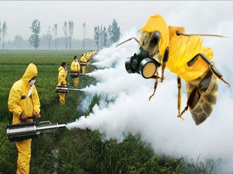Пестициды — далеко не единственная причина гибели пчел