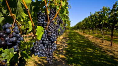 Беспилотники будут выращивать виноград на Кубани