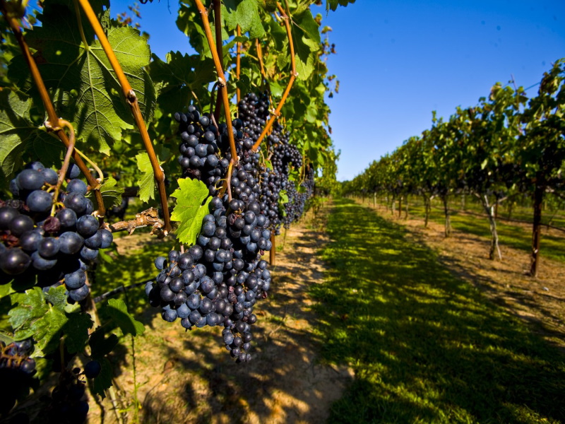 Беспилотники будут выращивать виноград на Кубани