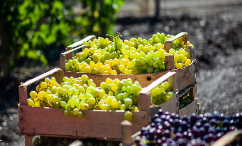 Урожай винограда достигнет 800 тыс. тонн в 2023 году — Ассоциация виноградарей и виноделов России