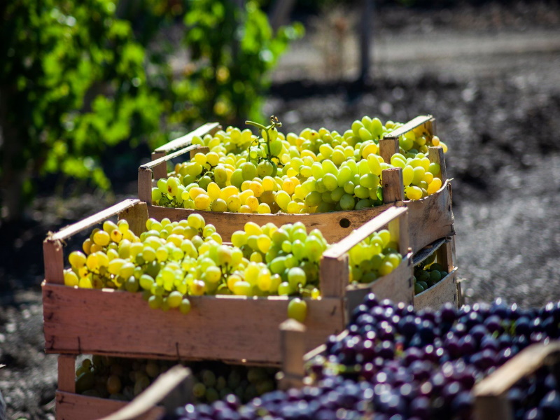 Урожай винограда достигнет 800 тыс. тонн в 2023 году — Ассоциация виноградарей и виноделов России