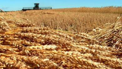 Беспрецедентные переходящие запасы давят на зерновой рынок