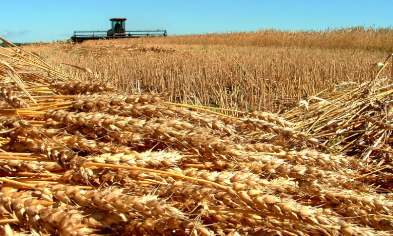 Беспрецедентные переходящие запасы давят на зерновой рынок
