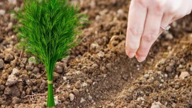 Выращивание укропа: чем обработать семена перед посадкой, и как правильно поливать