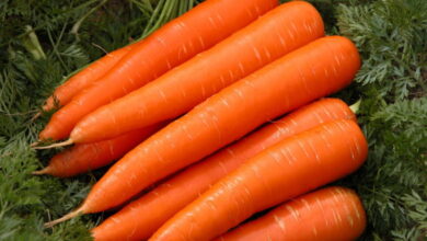 Как правильно выращивать морковь, чтобы она не была корявой