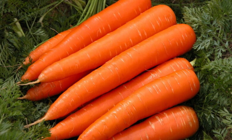 Как правильно выращивать морковь, чтобы она не была корявой