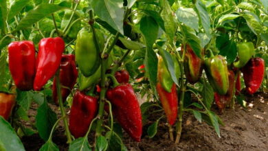 Выращивание перца: 6 полезных советов для хорошего урожая