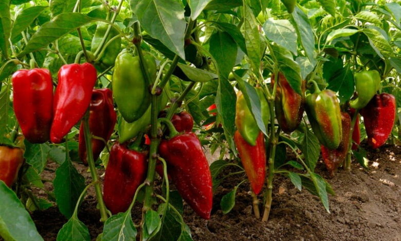 Выращивание перца: 6 полезных советов для хорошего урожая