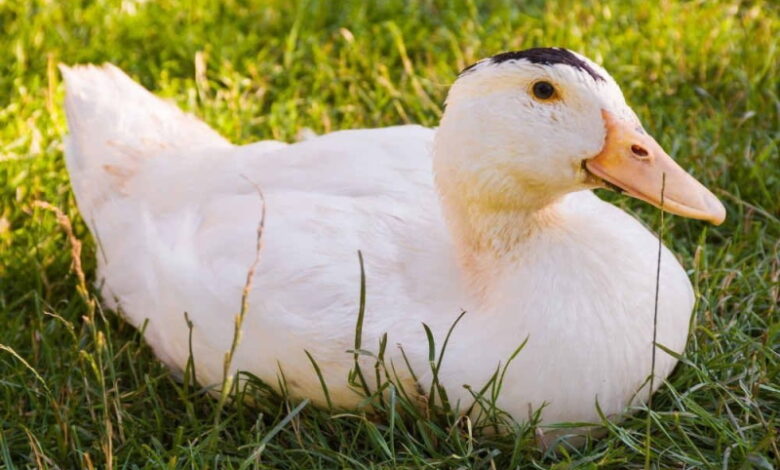 Фуа-гра по-рязански: спасская птицефабрика осваивает производство деликатесов