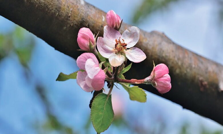 Экологическая защита яблони