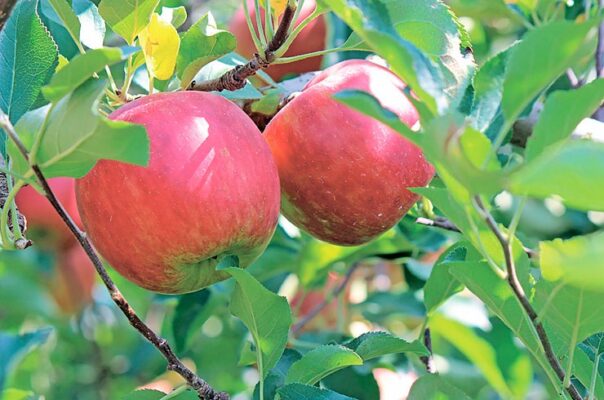 Экологическая защита яблони