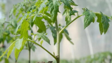 Выращивание помидоров: чем подкормить и как защитить от болезней