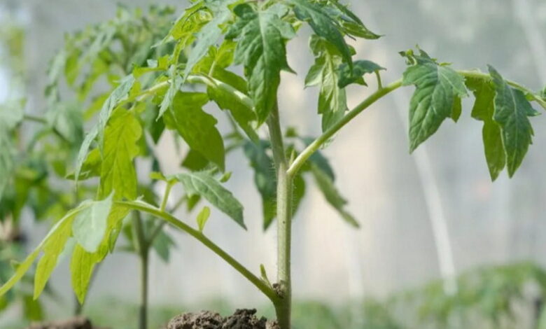 Выращивание помидоров: чем подкормить и как защитить от болезней