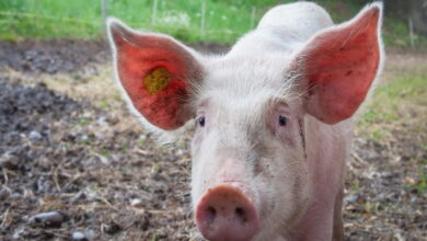 В Красноярском крае вновь зарегистрировали африканскую чуму свиней