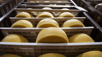 Новый завод по производству сыров появится в Подмосковье