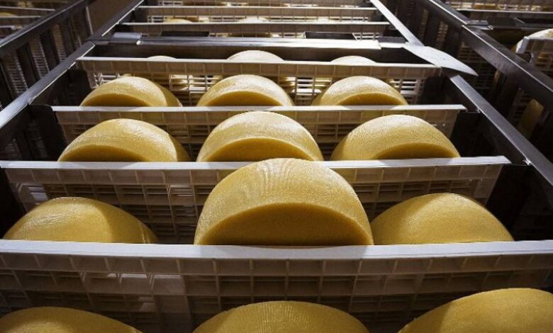 Новый завод по производству сыров появится в Подмосковье
