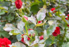 Несколько хороших способов, которые помогут справиться с мучнистой росой на розах