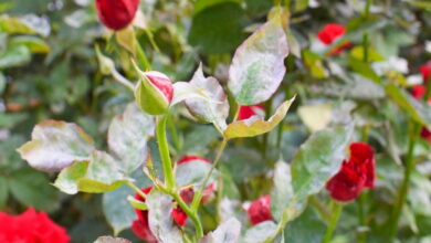Несколько хороших способов, которые помогут справиться с мучнистой росой на розах