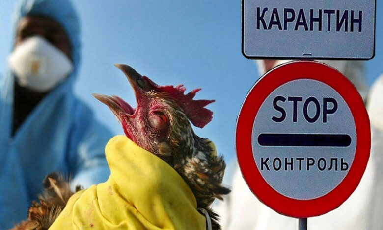 В Ивановской области введен карантин по высокопатогенному гриппу птиц