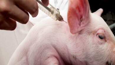 В России изобрели вакцину от африканской чумы свиней
