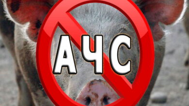 В Приморье на свинокомплексе «Русагро» обнаружен вирус АЧС
