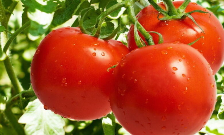 Натуральные удобрения для помидоров, чтобы плоды быстро росли и были большими