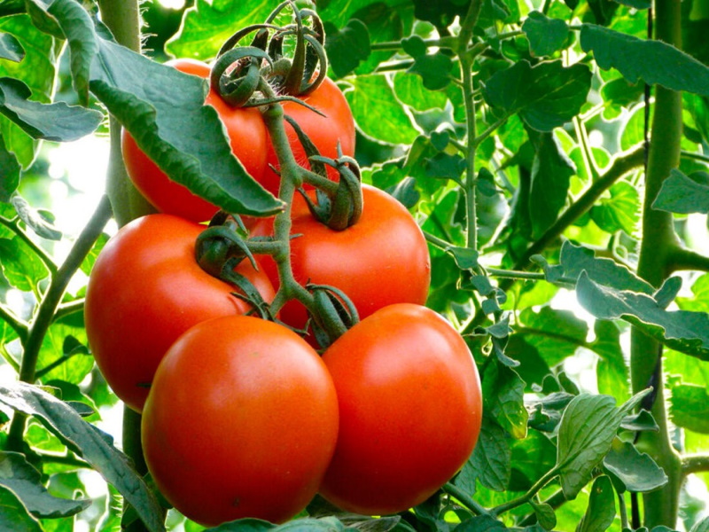 Гербициды на томатах
