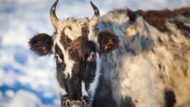 В Якутии начали эксперимент по клонированию коровы аборигенной породы
