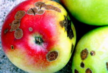 Что делать, чтобы парша не появлялась на яблоках. Простые и эффективные методы