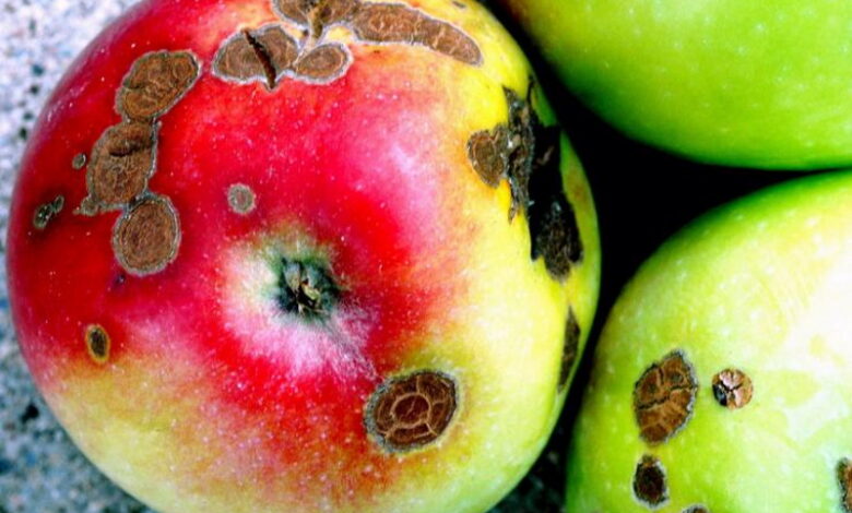 Что делать, чтобы парша не появлялась на яблоках. Простые и эффективные методы