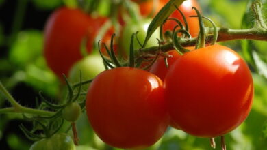 Опрыскивание помидоров в июне, для повышения урожая и защиты от болезней