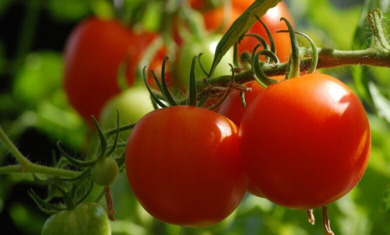 Опрыскивание помидоров в июне, для повышения урожая и защиты от болезней