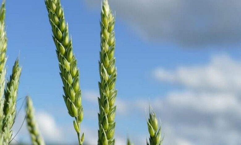 Минсельхоз США повысил прогноз урожая пшеницы в России