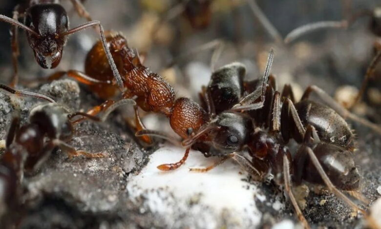 Как избавиться от муравьев на даче