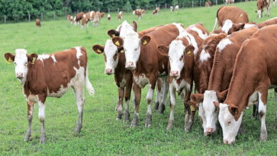 Здоровье коров летом