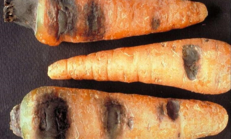 Парша моркови