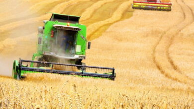 Урожай зерна в 2023 году ожидается в объеме 123 млн тонн — Минсельхоз