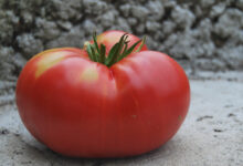 Эффективное средство для подкормки томатов, чтобы плоды были большими и вкусными